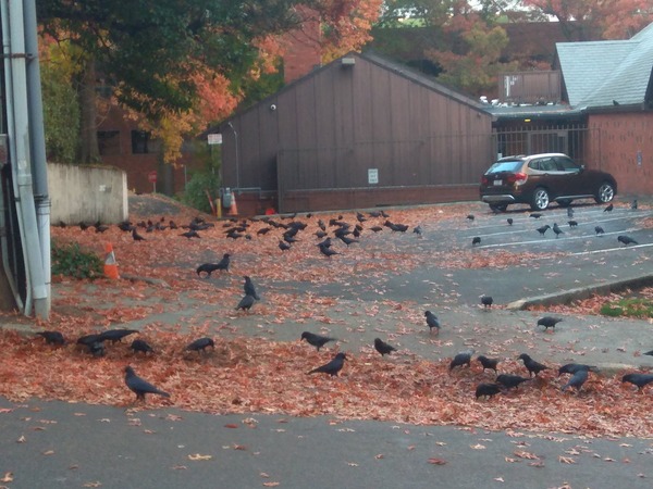 fallcrows2019.jpg